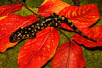 Eastern tiger salamander (Ambystoma tigrinum) North Florida, USA. December.