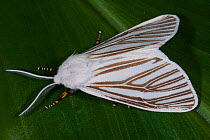 Echo Moth (Seirarctia echo) USA.