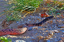 Sonoran coachwhip snake (Masticophis flagellum cingulum). Catalina State Park, Arizona, USA.