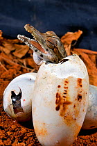 West African slender-snouted crocodile (Mecistops cataphractus) hatching from egg. Native to West Africa. Captive.