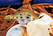 West African slender-snouted crocodile (Mecistops cataphractus) hatching from egg. Native to West Africa. Captive.