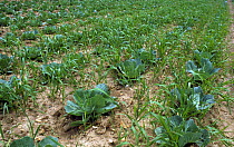 Couch (Agropyron repens) perennial rhizomatous grass weed infestation in a cabbage crop