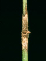 Grey mould (Botrytis cinerea) lesion with necrosis and mycelium mould growth on oilseed rape stem