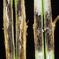 Grey mould (Botrytis cinerea) lesion with necrosis and mycelium mould growth shown through an oilseed rape stem section.