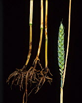 Sharp eyespot (Rhizoctonia cerealis) lesions with contrasting dark margins and light centres on wheat stem base