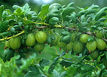 Gooseberry (Rives uva-crispa) mature green fruit on the bush, Oxfordshire