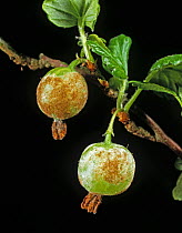 American gooseberry mildew (Podosphaera mors-uvae) on gooseberry fruit