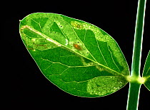 Backlit leaf mines caused by the larva of a leaf miner fly (Liriomyza spp.) in a pea leaf also pupa,and frass