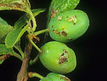 Damage and exudation gum caused by red plum maggot (Cydia funebrana) feeding on young plum fruit