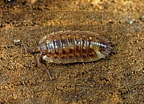 Grey garden or common woodlouse (Oniscus asellus) adult crustacean on old wood