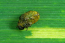 Cereal leaf beetle (Oulema melanopus) larva, grub, stripping away the epidermus of a wheat leaf