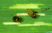 Cereal leaf beetle (Oulema melanopus) larva, grub, stripping away the epidermus of a wheat leaf