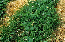 Severe infestation of couch, twitch or quackgrass (Agropyron repens) perennial grass weeds in a strawberry crop