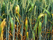 Brown rust or wheat leat rust (Puccinia triticini) a severe infection of this fungal disease in a French wheat crop