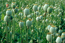 Opium poppy (Papaver somniferum) seedheads in maturing crop, France