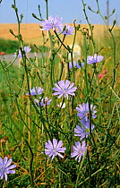 Blue flowers of common chicory (Cichorium intybus) by a roadside in France
