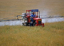 An old Massey Ferguson tractor adapted to spray in high crops spraying a dessicant onto an oilseed rape crop neaing harvest, Oxfordshire