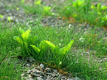 Common horsetail (Equisetum arvense) young plants in a sugar beet crop, France