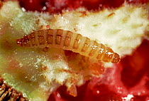 Raspberry beetle (Byturus tomentosus) larva, grub in damaged raspebbery fruit. Berkshire, England, UK.