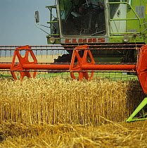 Two Claas combines harvesting even good crop of ripe golden wheat, Oxfordshire, August