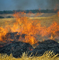 Fierce flames from straw stubble burning after a cereal harvest in 1980s to save time and for disease hygiene in the following crop, now banned