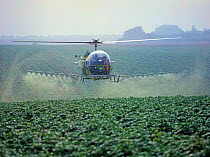 Bell helicopter spraying a potato crop with trace element fertilizer and a fungcide against late blight, Hampshire