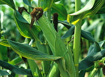 Yellow leaf striping, chlorosis symptoms of magnesium deficiency in a maize, corn crop in mature cob