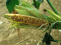 A cob of forage maize or corn (Zea mays) severely damaged by feeding birds