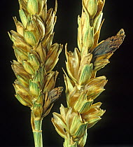 Ergot (Claviceps purpurea) ergots replacing grains in a ripening wheat ear