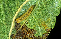 White spotted slender leaf blotch miner (Callisto denticulella) caterpillar exposed from a mine in an apple leaf