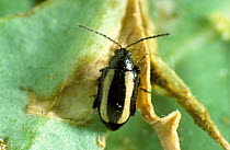Photomicrograph of a turnip or yellow-striped flea beetle (Phyllotreta nemorum) on brassica leaf