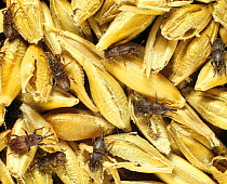 Adult grain weevils (Sitophilus granarius) an important storage pest feeding on damaged barley grain