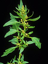 Fig-leaved goosefoot (Chenopodium ficifolium) flowers and upper leaves of this annual plant of waste ground