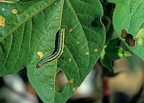 Lesser armyworm (Spodoptera exigua) caterpillar on a damaged cotton leaf, Louisiana, USA