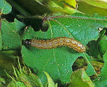 Fall armyworm (Spodoptera frugiperda) caterpillar feeding on a damaged cotton leaf, Louisiana, USA, October