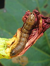 Fall armyworm (Spodoptera frugiperda) caterpillarfeeding in a damaged cotton flower, Louisiana, USA