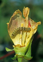 Cotton bollworm (Helicoverpa sp.) caterpillar feeding on a damaged cotton flower, Louisiana, USA