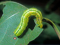 Cabbage looper (Trichoplusia ni) green, white striped caterpillar on damaged cotton leaf, Mississipi, USA, October