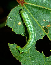 Cabbage looper (Trichoplusia ni) green, white striped caterpillar on damaged cotton leaf, Mississipi, USA, October