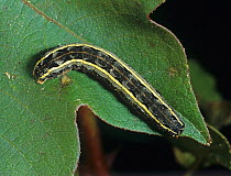 Southern armyworm (Spodoptera eridania) caterpillar feeding on a cotton leaf, North Carolina, USA