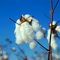 Perfect, fluffy, open cotton boll at picking time against a blue Louisiana sky, USA, October.