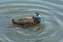 White-headed duck (Oxyura leucocephala) male duck with white head, black crown and blue bill at Arundel Wetland Centre, July