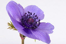 Blue flower of garden ornamental Anemone coronaria with petals, sepals, calyx, central anthers, stamens, stigma and style