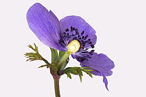 Section through blue flower of garden ornamental Anemone coronaria with petals, sepals, calyx, central anthers, stamens, stigma and style