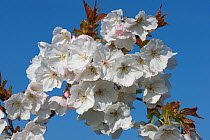 White flowers opening against a blue sky on a flowering Cherry Prunus serrulata &#39;Tai Haku&#39; or great white cherry tree, Berkshire, England, UK, March