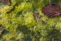 Filamentous algae or blanket weed oxygen bubbles forming in dense growth on the surface of a garden pond. Berkshire, England, UK, March.