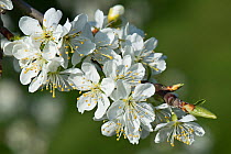 White flowers of a Victoria plum (Prunus domestica) with anthers, stamens, style and stigma, with leaves unfolding in early spring, Berkshire, England, UK, April.