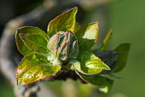 Young green Apple (Malus domestica) flower and leaf cluster in spring, Berkshire, England, UK, April