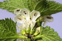Flower whorl and leaves of white dead-nettle (Lamium album) showing anthers, shape and structure. Berkshire,England,UK,April