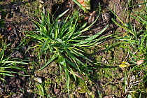 Annual meadow-grass (Poa annua) prostrate plant with tillers in a garden flower bed, Berkshire, England, UK, April